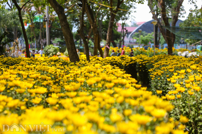 Cúc miền biển với sắc vàng rực rỡ là một trong những loài hoa đặc trưng của Việt Nam. Hãy khám phá bức tranh thiên nhiên tuyệt đẹp này và cảm nhận vẻ đẹp hoang sơ của biển cả.