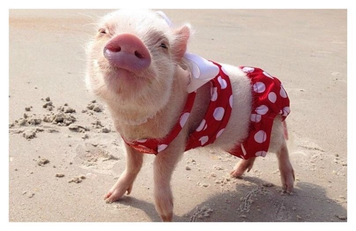 Hình Ảnh Con Lợn Dễ Thương Cute Đáng Yêu Nhất