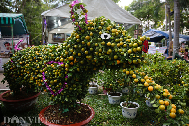 anh: nhung chu dua lon ngo nghinh giua cho hoa sai thanh hinh anh 4