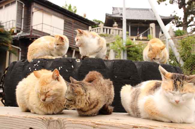 Sưu tập ảnh 6 con mèo mới nhất trên mạng xã hội