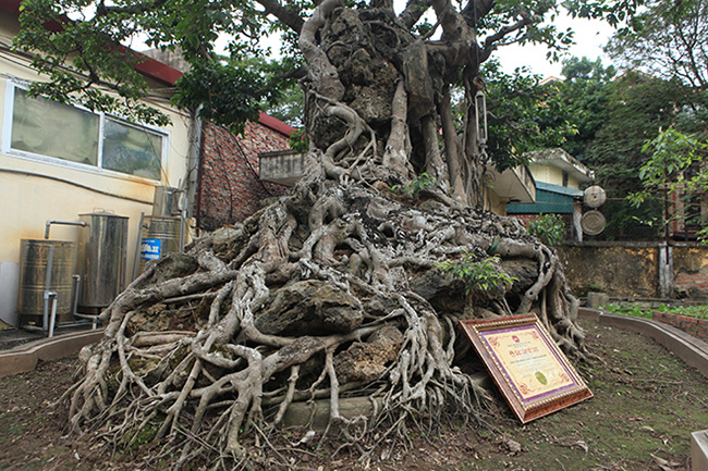 hai cay sanh “khung” cua doanh nhan bi an o ha noi hinh anh 4