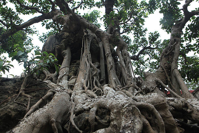 hai cay sanh “khung” cua doanh nhan bi an o ha noi hinh anh 6