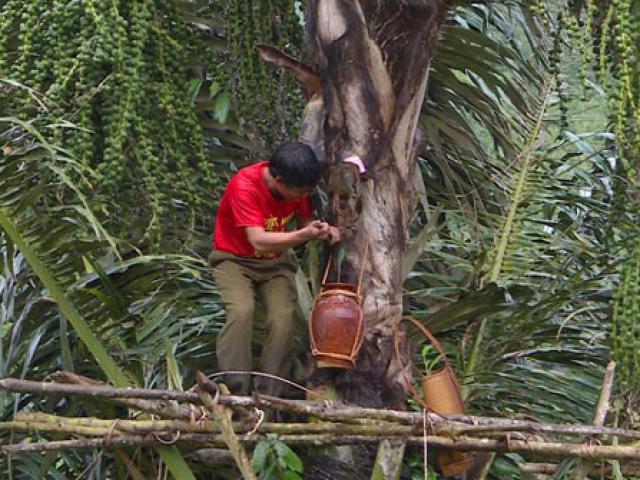 Cực lạ Gia Lai: Loài cây trực tiếp cho rượu ”vạn người mê”