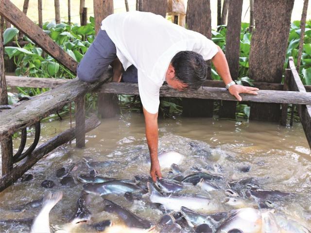 Chuyện lạ An Giang: Dụ cá sông vào chà nuôi như "thú cưng"