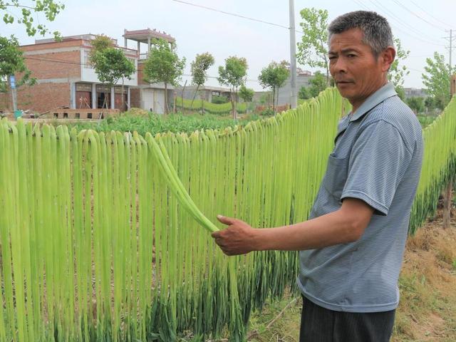 Loại rau từng là cống phẩm cho vua chúa nhưng bây giờ chỉ để cho lợn ăn