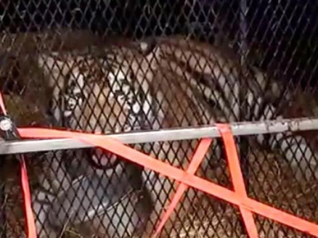 Mỹ: Vào nhà hoang hút cần sa, sốc khi thấy con thú 4,5 tạ bên trong