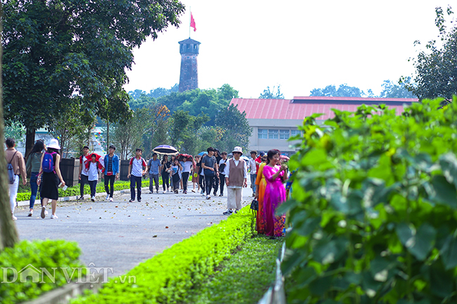 anh: vuon hoa huong duong doc nhat vo nhi o hoang thanh thang long hinh anh 1