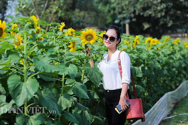 anh: vuon hoa huong duong doc nhat vo nhi o hoang thanh thang long hinh anh 4