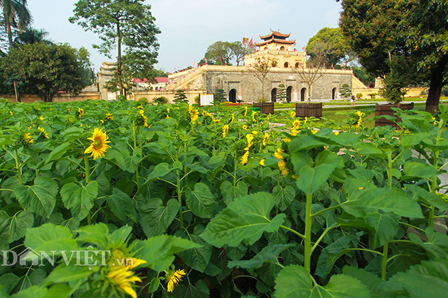 anh: vuon hoa huong duong doc nhat vo nhi o hoang thanh thang long hinh anh 10