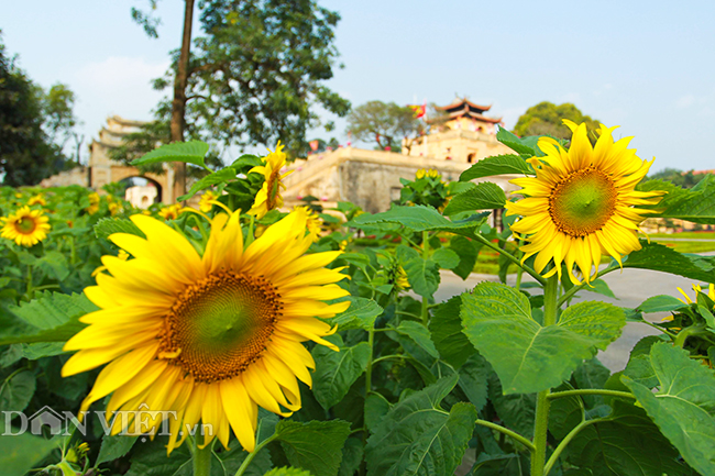 anh: vuon hoa huong duong doc nhat vo nhi o hoang thanh thang long hinh anh 2