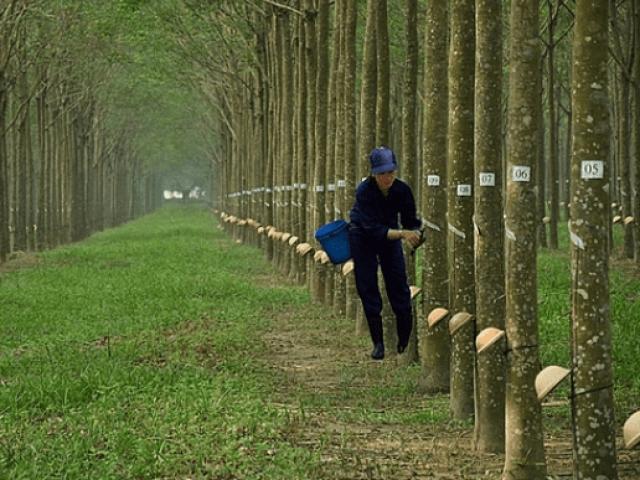 Làm ăn èo uột, đại gia Bình Dương bán cây “vàng trắng” thu hơn 400 tỷ