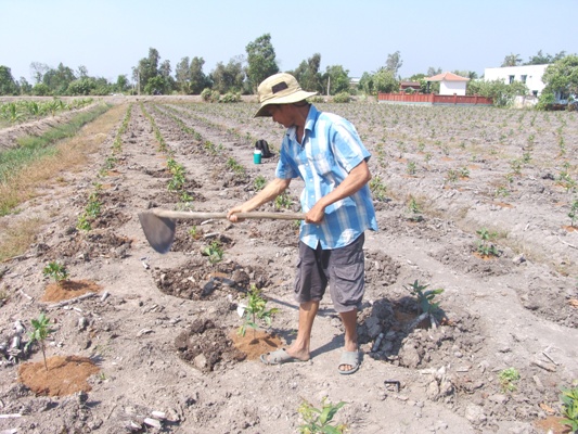 Nhiều nông dân ổn định cuộc sống từ nghề kinh doanh phôi Mai Vàng