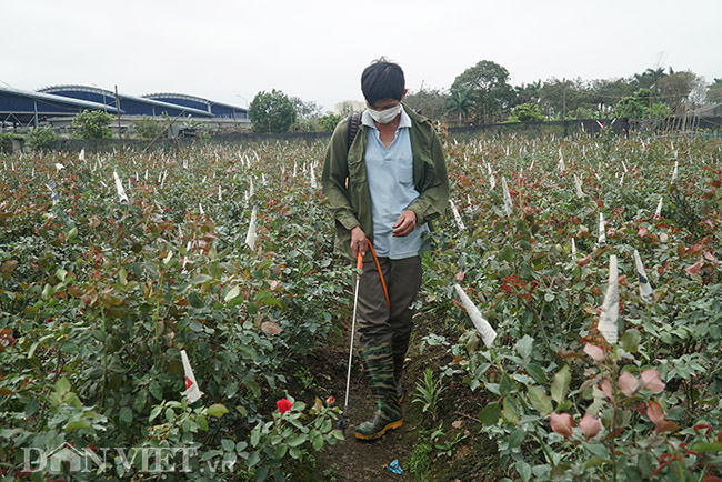 anh: nguoi dan tay tuu vui mung vi hoa duoc gia dip 8.3 hinh anh 7