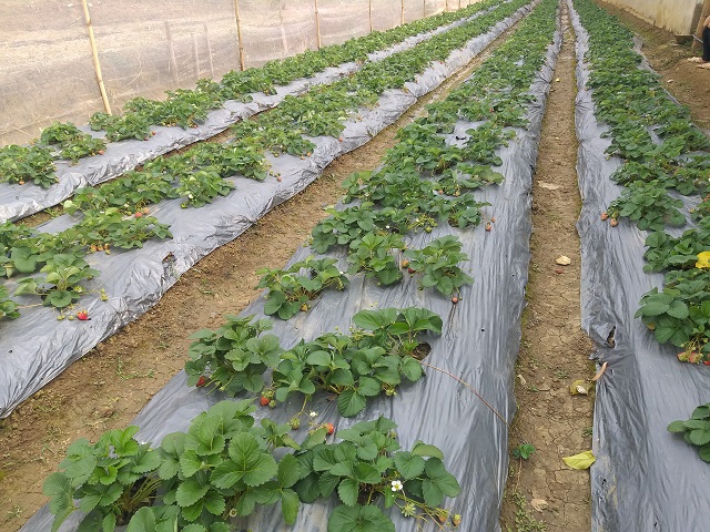 Trồng dâu tây bằng công nghệ IOT ở Đà Lạt nông dân nhàn nhã mà thu tiền  triệu mỗi ngày