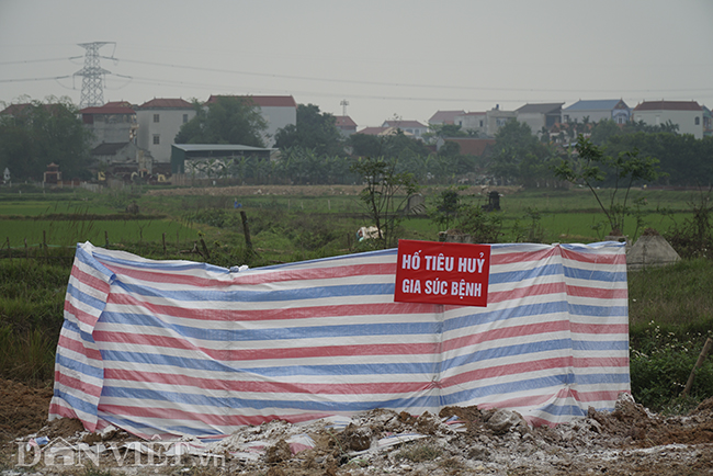 anh: lon mac dich ta chau phi da noi vet tim xanh, phai tieu huy hinh anh 2