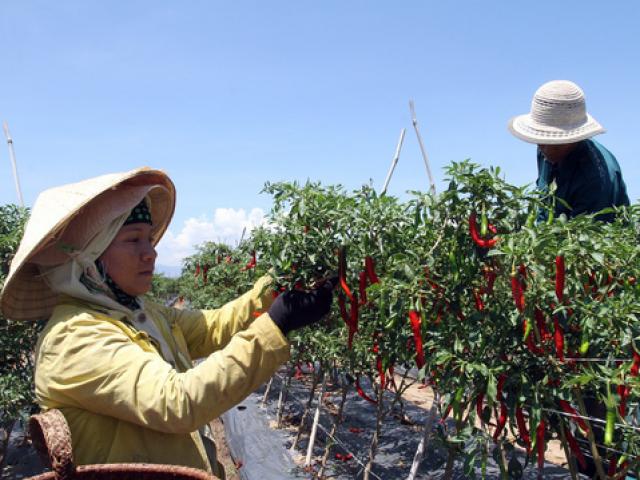 Trồng ớt Hàn Quốc, nông dân miền núi Ninh Thuận lãi đậm