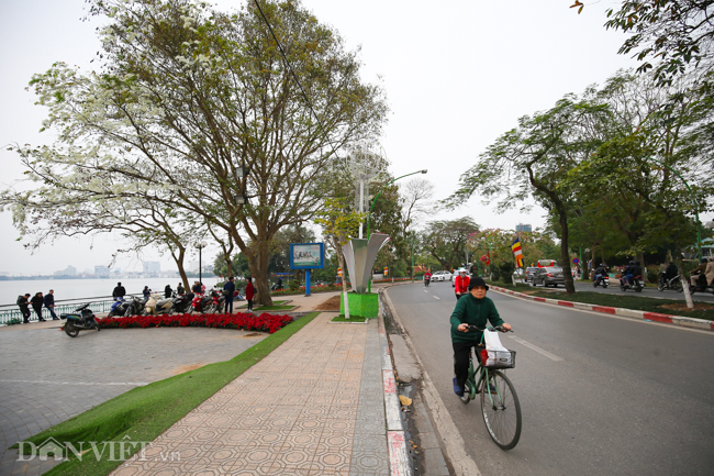 anh: thang 3 - mua hoa sua no trang troi ha noi hinh anh 11