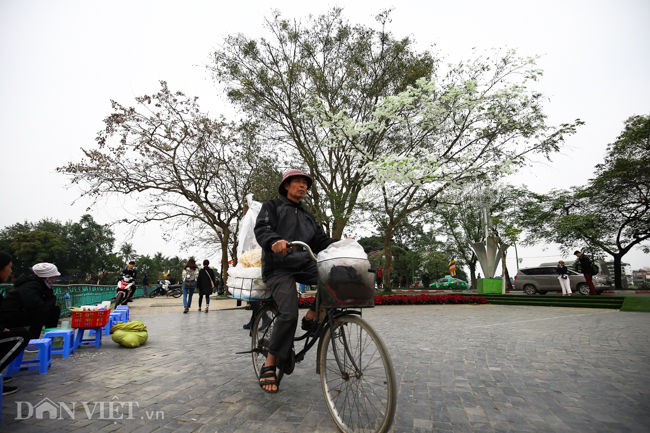 anh: thang 3 - mua hoa sua no trang troi ha noi hinh anh 2