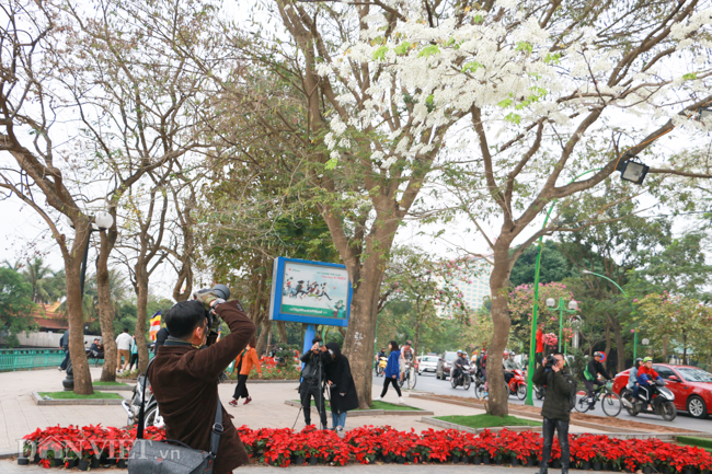 anh: thang 3 - mua hoa sua no trang troi ha noi hinh anh 7