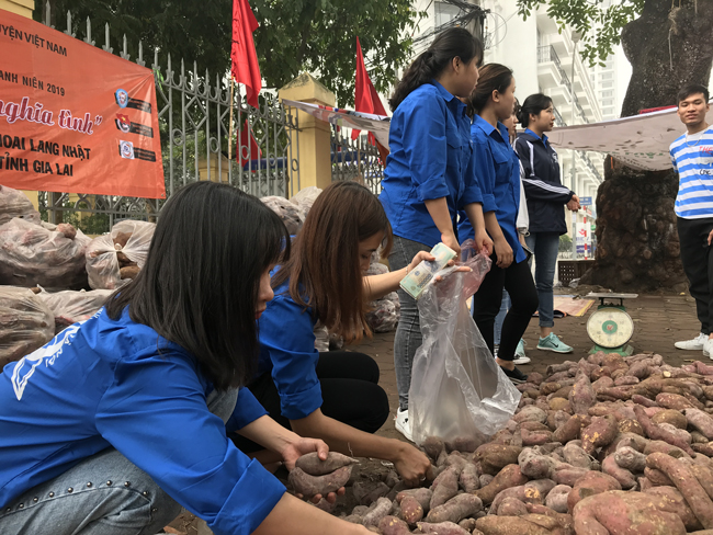 nguoi ha noi tieu thu hang tram tan khoai lang nhat chi trong vai ngay hinh anh 11