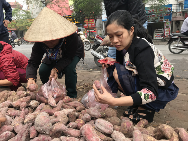 nguoi ha noi tieu thu hang tram tan khoai lang nhat chi trong vai ngay hinh anh 12