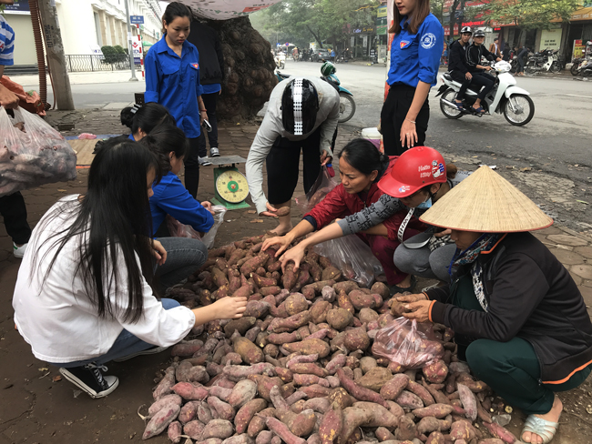 nguoi ha noi tieu thu hang tram tan khoai lang nhat chi trong vai ngay hinh anh 14