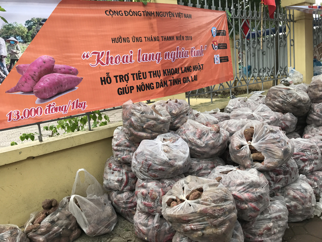 nguoi ha noi tieu thu hang tram tan khoai lang nhat chi trong vai ngay hinh anh 2