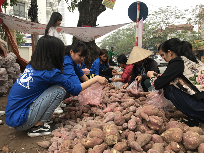 nguoi ha noi tieu thu hang tram tan khoai lang nhat chi trong vai ngay hinh anh 9