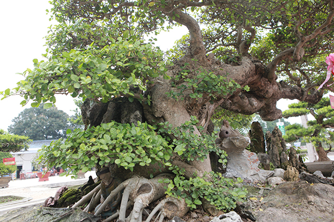 nguoi dan ong vinh phuc bien cay duoi tan bong lon xon thanh cay tien ty van nguoi me hinh anh 4