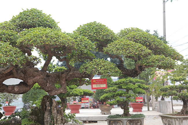 nguoi dan ong vinh phuc bien cay duoi tan bong lon xon thanh cay tien ty van nguoi me hinh anh 5