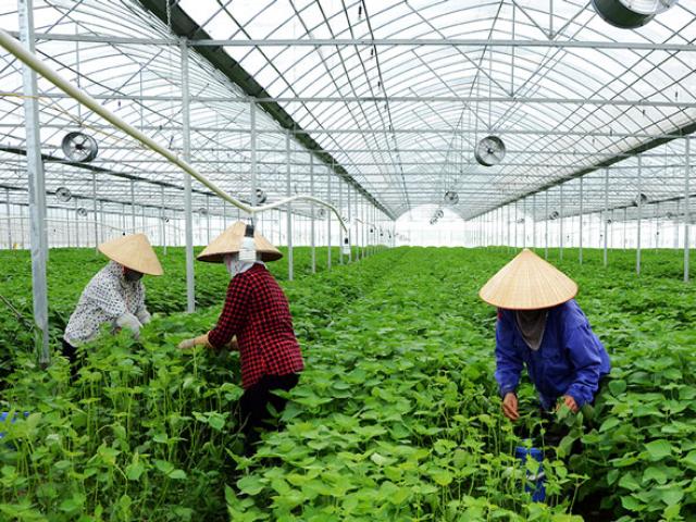 Mỗi tháng hái 5-6 triệu lá tía tô xanh bán cho Nhật, thu 2 tỷ đồng