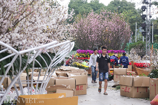 anh: hoa anh dao nhat ban san sang ra mat nguoi dan ha noi hinh anh 3