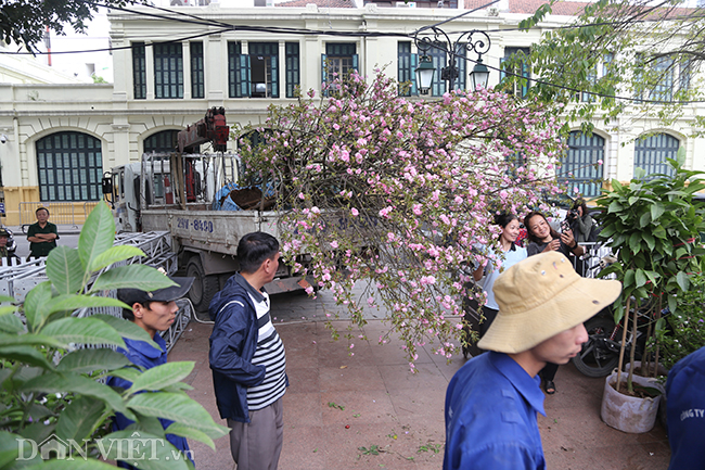 anh: hoa anh dao nhat ban san sang ra mat nguoi dan ha noi hinh anh 4