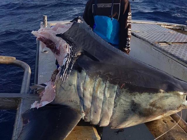 Cá mập khổng lồ bị “quái vật” bí ẩn cắn đứt đầu ở Úc