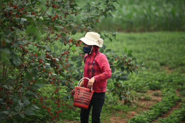 cung loai cay, trong lay la vat va it tien, chuyen trong lay qua kiem bon tien hinh anh 1