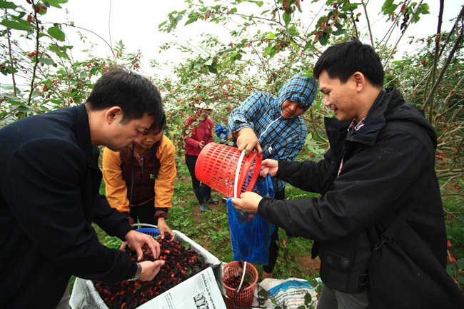 cung loai cay, trong lay la vat va it tien, chuyen trong lay qua kiem bon tien hinh anh 14