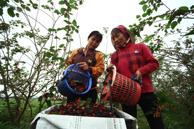 cung loai cay, trong lay la vat va it tien, chuyen trong lay qua kiem bon tien hinh anh 7