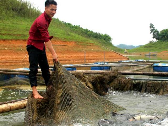 Bỏ phố về hồ Thác Bà nuôi cá ngạnh, kéo lưới lên cá quẫy ầm ầm