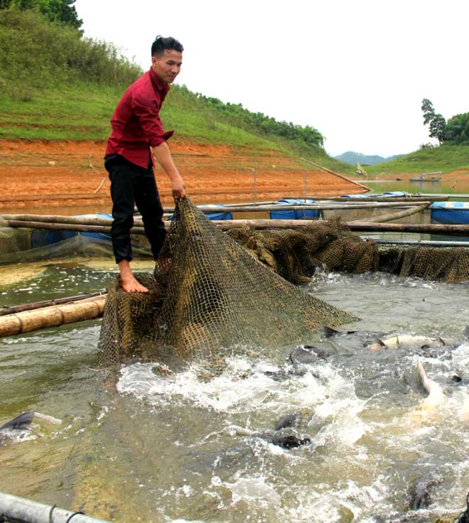 Bỏ phố về hồ Thác Bà nuôi cá ngạnh, kéo lưới lên cá quẫy ầm ầm