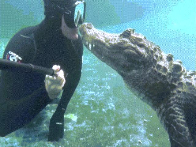 Video: Thợ lặn chạm trán cá sấu khổng lồ và nụ hôn đầy kinh ngạc