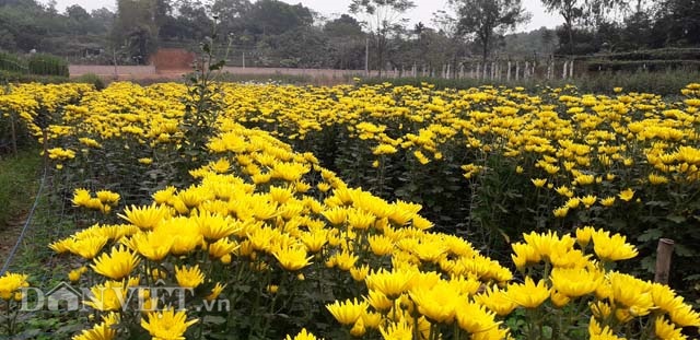 TP Thái Nguyên: Làng hoa Thịnh Đức nhiều hoa đẹp bán Tết