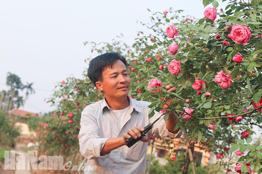 Về làng này tha hồ chụp ảnh với hoa hồng cổ, không mất phí đâu