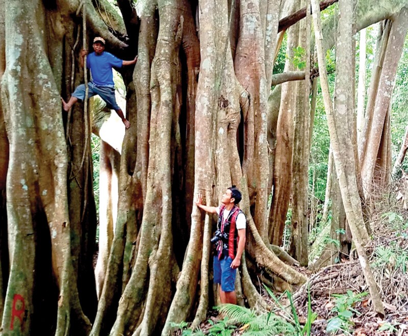 Hãy cùng khám phá rừng đa cổ thụ tuyệt đẹp ở Quảng Nam, với những cây 1000 năm tuổi. Bức ảnh của những cây xanh ngát cùng với thiên nhiên nơi đây sẽ khiến bạn phải trầm trồ kinh ngạc. Bạn sẽ được tan chảy vào cảnh đẹp thiên nhiên, gần gũi với mẹ thiên nhiên, xóa tan mọi mệt mỏi trong cuộc sống.