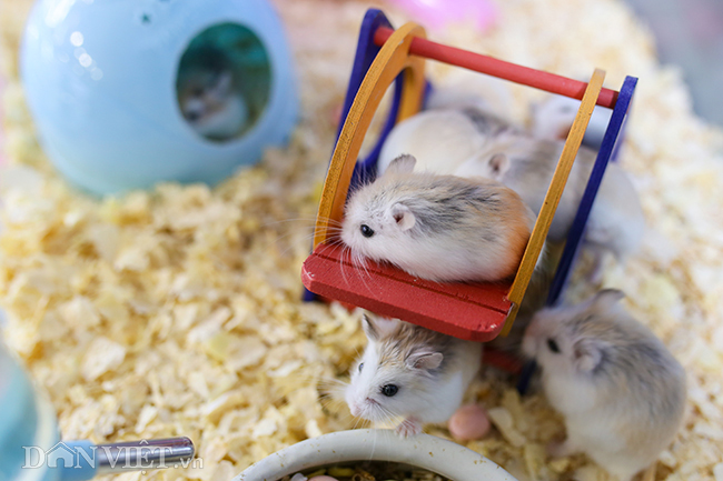 Hình ảnh Hai Chú Chuột Hamster Hoạt Hình Dễ Thương đang Ngồi Xuống Vectơ  PNG , Chuột đồng, Nhãn Dán, Hoạt Hình PNG và Vector với nền trong suốt để  tải xuống