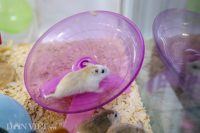 Hình ảnh chuột hamster bất ngờ đắt khách mua dịp Tết Canh Tý