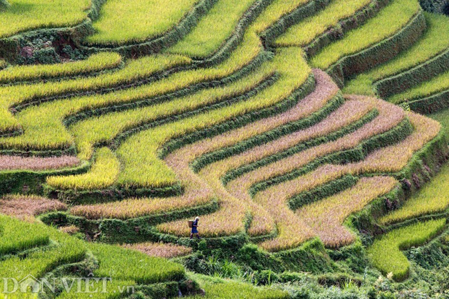 ve dep nao long ruong bac thang vua duoc cong nhan di tich quoc gia hinh anh 6