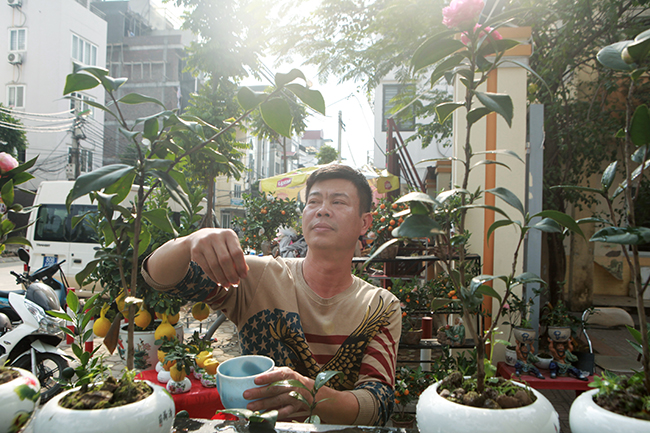 cay hong tra doc nhat vo nhi o ha noi duoc rao ban voi gia 