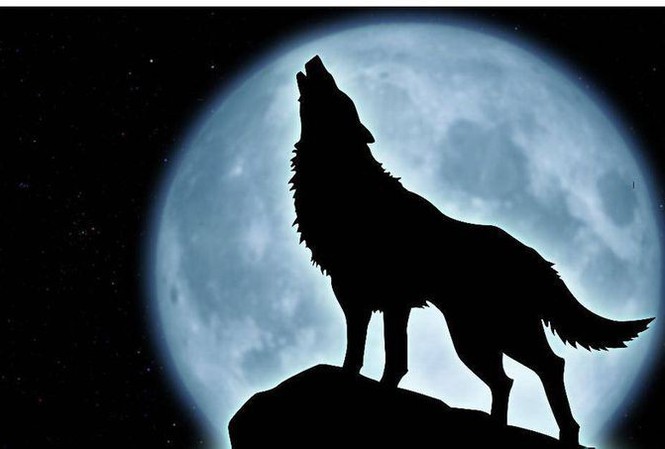 Chó sói luôn được coi là một biểu tượng của sự mạnh mẽ và gan dạ, và bức tranh vẽ con chó sói này chắc chắn không phải là ngoại lệ. Với những đường nét mạnh mẽ, bức tranh này kiến ​​tạo ra một cái nhìn sâu sắc về sự hoang dã.