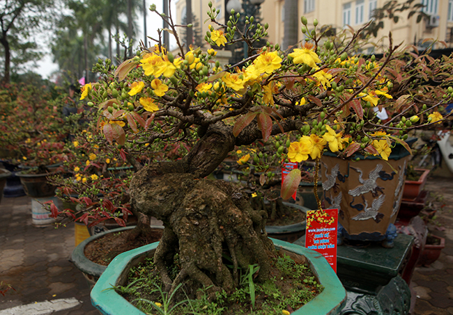 mai vang bonsai co thu gia bac trieu xuong pho “tim dai gia” choi tet hinh anh 3