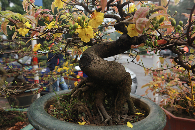 mai vang bonsai co thu gia bac trieu xuong pho “tim dai gia” choi tet hinh anh 4